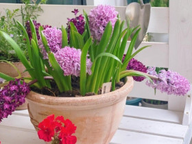 Loài hoa này thơm như nước hoa, trồng trong nhà giúp hút lộc nhưng nay bị nhiều người cho vào “danh sách đen”