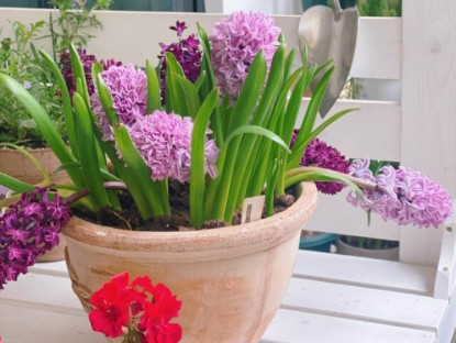 Gia đình - Loài hoa này thơm như nước hoa, trồng trong nhà giúp hút lộc nhưng nay bị nhiều người cho vào “danh sách đen”