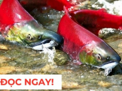 Thông tin doanh nghiệp - &quot;Nhân sâm dưới nước&quot; siêu đắt đỏ, nhiều người săn lùng vì công dụng dưỡng phổi cực hiệu quả
