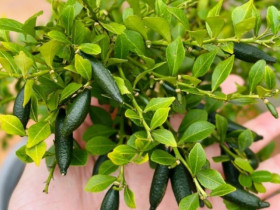 Quả lạ mọc ở hàng rào 3 triệu đồng/kg, trồng cây vừa làm cảnh vừa bán quả quanh năm