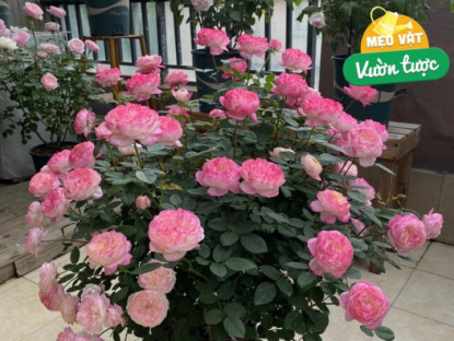 Gia đình - Tưới 4 bát “nước thần” này trong 15 ngày, hoa nở bung thành chùm to như cái bát, ban công hóa thành biển hoa