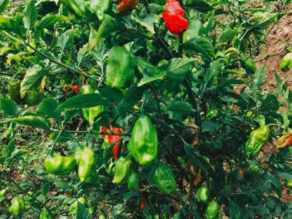 Kinh tế - Loại ớt lạ ở Việt Nam đắt hơn thịt bò, trước mọc dại nay hóa &quot;mỏ tiền&quot;, dân trồng thắng đậm