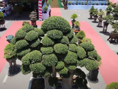Kinh tế - Cây &quot;phát lộc&quot; mọc dại ở Việt Nam nay thành bonsai nổi tiếng, có cây giá tới 23 tỷ đồng