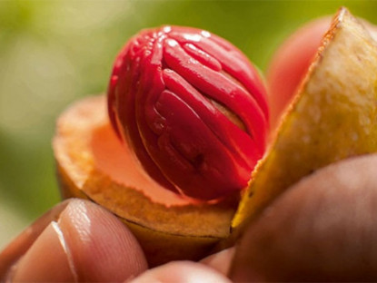 Thông tin doanh nghiệp - Thiếu máu não, đau đầu, mất ngủ, cơ thể uể oải: Học người Miền Tây làm đúng mẹo này là ngủ khỏe ăn ngon!