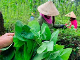 Cây dại nay thành đặc sản 