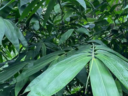 Kinh tế - Rủ nhau trồng cây chỉ thu lá, Trung Quốc thu mua ồ ạt, nhiều hộ dân &quot;hái ra tiền&quot;