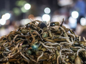 Loài ẩn dưới bùn cát nghe tên ỉu xìu, được ví như 