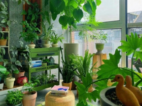 Người xưa nói: "Ban công có 3 loại hoa, nhà nghèo khó phát”, kiểm tra xem nhà bạn có không