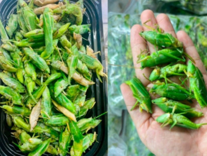 Kinh tế - Loài bay đầy đồng khi trời tối, dân chong đèn bắt về bán "hốt bạc", đắt ngang tôm hùm