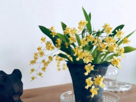 9 loài hoa này là "báu vật mùa đông", đặt một chậu trong phòng khách vừa sang vừa thơm như xịt nước hoa