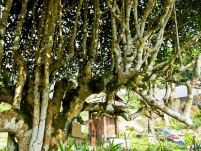 Kinh tế - Loại cây cổ thụ ở Việt Nam cho thứ sản vật được ví như &quot;báu vật&quot;, có cây được trả hơn 6 tỉ đồng