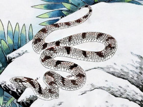 4 con giáp may mắn mà kín tiếng, trung niên giàu có ít ai sánh bằng