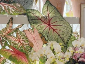 12 loại cây “chuyên trị” khí độc, đặt trong phòng khách vừa đẹp sang vừa hút lộc, góc nhà cũng sạch bong