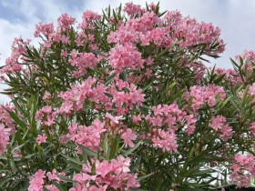 3 loại “hoa thất thoát tài lộc” không nên trồng trong nhà, càng chăm càng nghèo