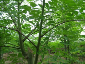 Cây dại được ví như “thịt bò của người nghèo”, thế giới ưa chuộng, dân trồng hái bán quanh năm