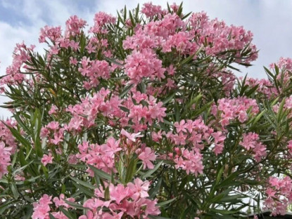 Gia đình - 3 loại “hoa thất thoát tài lộc” không nên trồng trong nhà, càng chăm càng nghèo