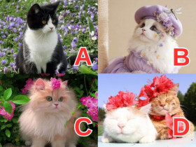 Trắc nghiệm: Chọn 1 con mèo theo trực giác để biết bạn sẽ sinh bao nhiêu đứa trẻ trong đời