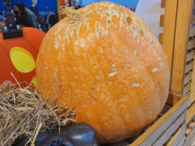 Bất ngờ bí ngô được bán tại Hà Nội với giá lên tới 220 nghìn đồng/kg, chị em vẫn khen rẻ