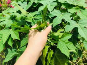 “Lộc trời” vứt thành đống cũng đâm chồi nảy lộc, giá 100.000 đồng/kg, trồng trong chậu một lần sẽ ăn suốt nhiều năm