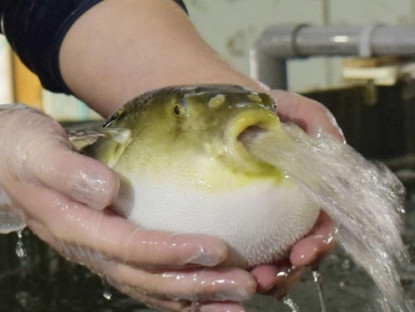 Kinh tế - Loài cá có độc tính mạnh, không ngờ là đặc sản "hái ra tiền" ở nơi này, giá đắt đỏ