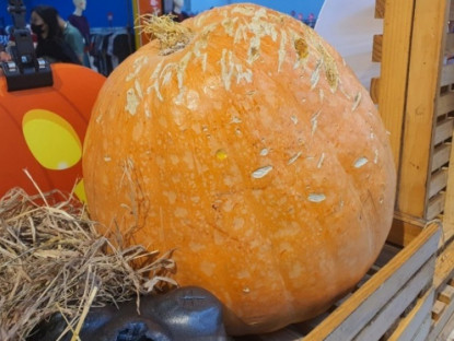 Kinh tế - Bất ngờ bí ngô được bán tại Hà Nội với giá lên tới 220 nghìn đồng/kg, chị em vẫn khen rẻ