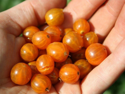 Thông tin doanh nghiệp - Trào ngược dạ dày, thực quản vốn rất khó dứt điểm nhưng vẫn cải thiện được là nhờ cách gì?