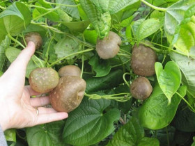 Loại củ mọc hoang nay thành đặc sản, nhuận tràng hơn khoai lang, cực dễ trồng, củ chạm đất liền bén rễ