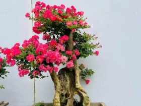 3 cây “trấn trạch” đẹp hơn trầu bà gấp 100 lần, trồng một cây con cháu đời đời hưởng phúc, gia đình bình an