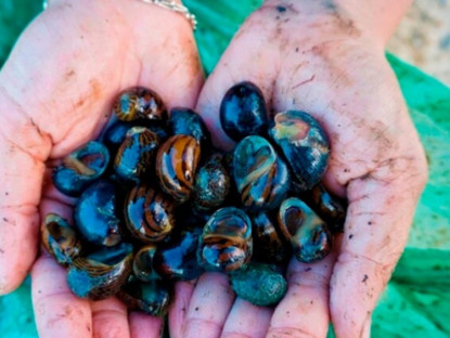 Kinh tế - "Lộc trời" dưới bùn đất, trước dành cho người nghèo nay dân bắt về bán "hốt bạc"