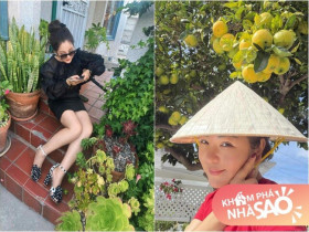 Vườn tuyệt đẹp trong biệt thự 30 tỷ của danh hài Thúy Nga: Ngập tràn sen đá, trái cây lúc lỉu trên đầu