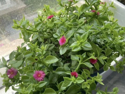 Gia đình - 4 loài hoa càng trồng càng đẹp người, đẹp nhà, lại còn ăn được, giúp cơ thể khỏe từ trong ra ngoài