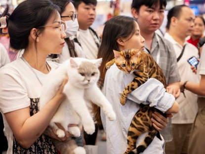 Thông tin doanh nghiệp - Hơn 100 chú mèo trên khắp thế giới quy tụ ở cuộc thi “Hoa hậu mèo” quốc tế Việt Nam