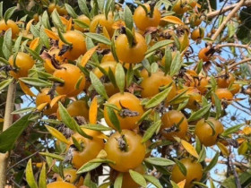 Cây mọc dại cho không ai lấy nay lên đời thành đặc sản, hoa lộng lẫy, quả ngon, trồng trong nhà giúp giữ nhà, chiêu lộc