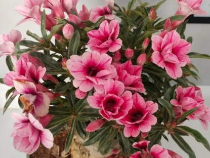 Gia đình - 13 loại hoa càng lạnh càng phải “nhịn ăn nhịn uống”, đừng tưới, đừng bón phân kẻo hỏng cả chậu