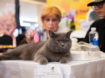 Thông tin doanh nghiệp - Cuộc thi Hoa hậu mèo quốc tế WCF 2025: Cặp đôi mèo ‘xấu nhất thế giới’ xuất hiện tại TP.HCM
