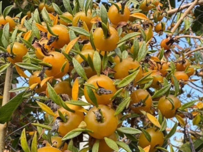 Gia đình - Cây mọc dại cho không ai lấy nay lên đời thành đặc sản, hoa lộng lẫy, quả ngon, trồng trong nhà giúp giữ nhà, chiêu lộc