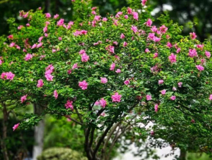 Gia đình - Trồng 4 cây &quot;báu vật truyền đời&quot; này trong sân nhà, tiền tài tự đến, phúc lộc nở hoa