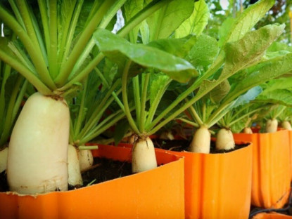 Gia đình - 10 loại rau “vàng” giúp bổ phổi, giảm ho, dễ trồng ngay tại ban công mùa thu đông