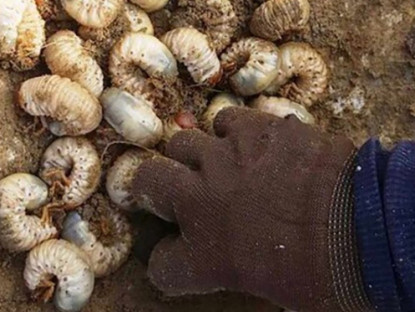 Kinh tế - Loài đặc sản ẩn dưới đất từng bị &quot;hắt hủi&quot;, nay dân đào bán kiếm tiền triệu/ngày, tốt cho quý ông