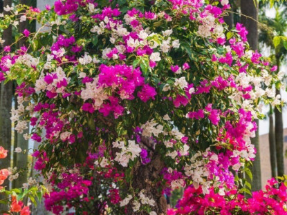 Gia đình - Chỉ cần &quot;mạnh tay&quot; ở 3 điểm, 1 cây hoa giấy sẽ nở tới 500 bông, nở quanh năm bất chấp mùa đông