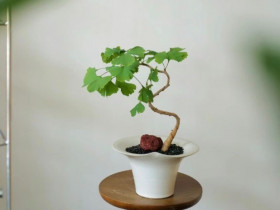 Người xưa nói: “3 cây vào nhà, muốn không giàu cũng khó, gia chủ gặp dữ cũng hóa lành”