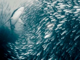 3 loại cá được Mỹ đánh giá 