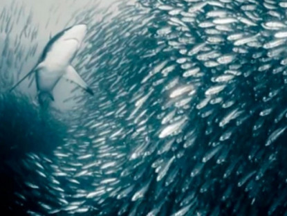 Kinh tế - 3 loại cá được Mỹ đánh giá &quot;tốt nhất thế giới&quot;, ở Việt Nam bán đầy, giá từ vài chục nghìn/kg