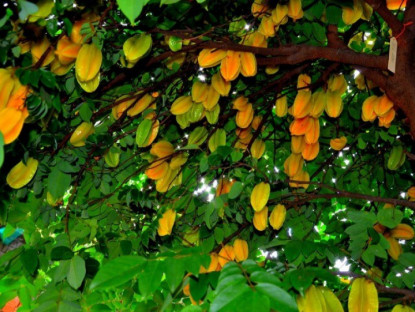 Gia đình - Người thuộc 2 mệnh này trồng cây khế sẽ được Thần Tài chiếu cố, làm đâu thắng đó, may mắn nối tiếp quanh năm