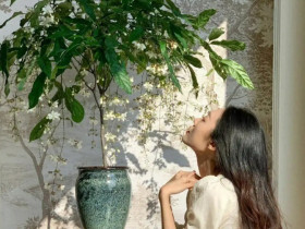 Cây dại vào chậu đẹp hơn hoa lan, thơm hơn nhài, trồng trong nhà giúp chiêu ngọc, rước may