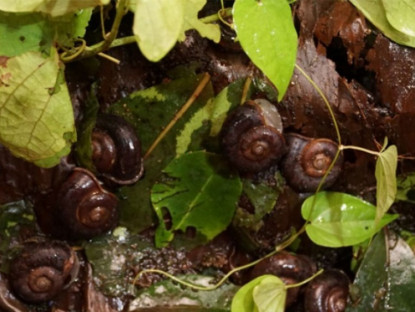 Kinh tế - &quot;Lộc trời thức giấc&quot; sau cơn mưa, dân rọi đèn bắt về bán nửa triệu đồng/kg, có tiền cũng khó mua được