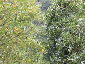 Quả mọc dại trên rừng hoá 