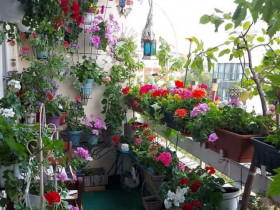 Nhà trồng 3 loại cây màu đỏ rực này sẽ mang đến vận may, mùa đông về hoa nở như thác nước