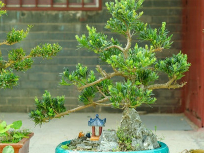 Gia đình - 3 cây này dễ trồng hơn kim tiền gấp 100 lần, vừa đẹp vừa sang, trồng là hút tài lộc ào ào