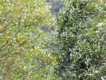 Kinh tế - Quả mọc dại trên rừng hoá &quot;mỏ tiền&quot;, thành đặc sản được ưa chuộng giá 150.000/kg, dân rủ nhau đi hái về bán